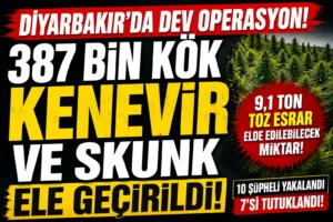 Diyarbakır’da dev uyuşturucu operasyonu! 387 bin kök kenevir ve skunk ele geçirildi